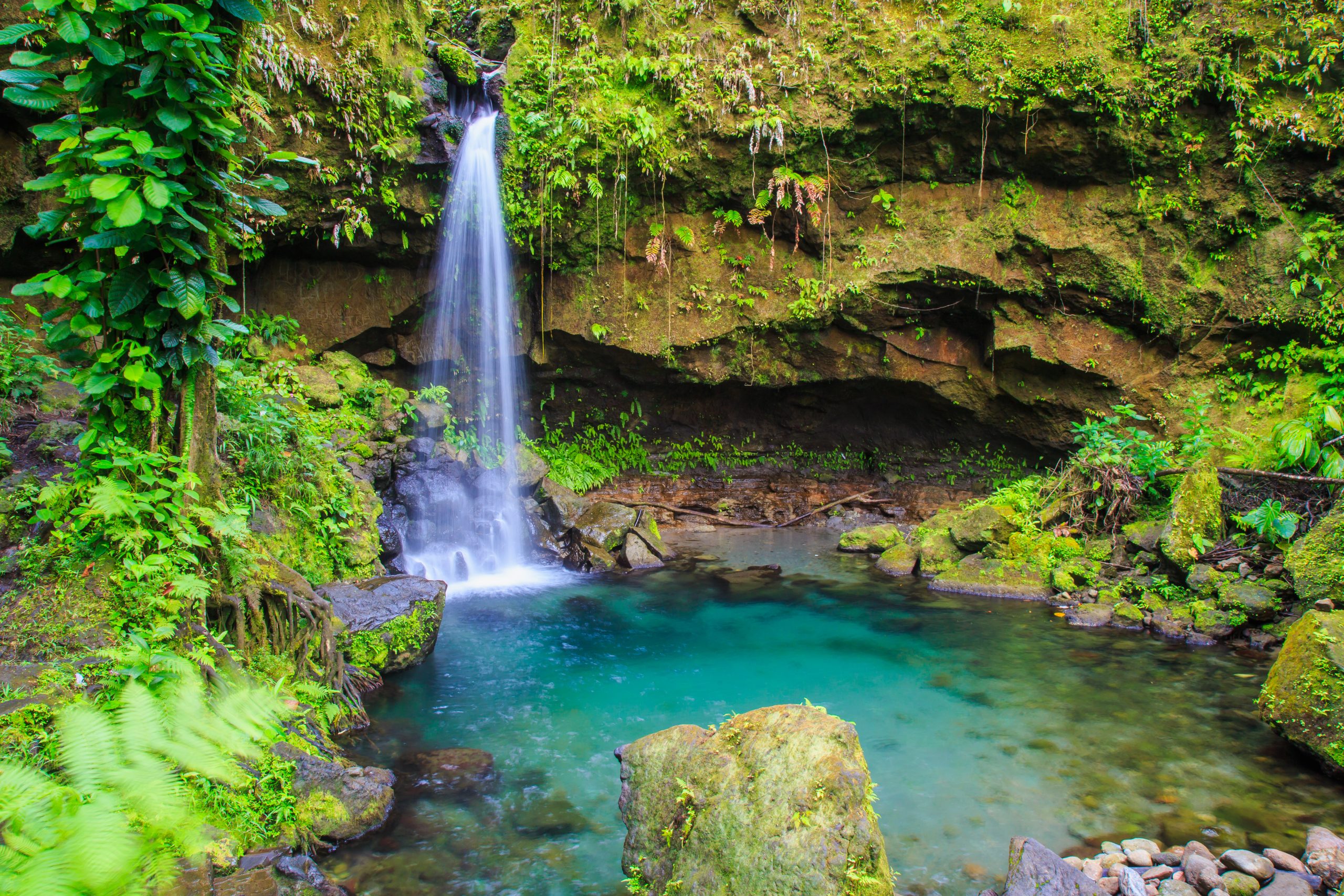 The Rainforest