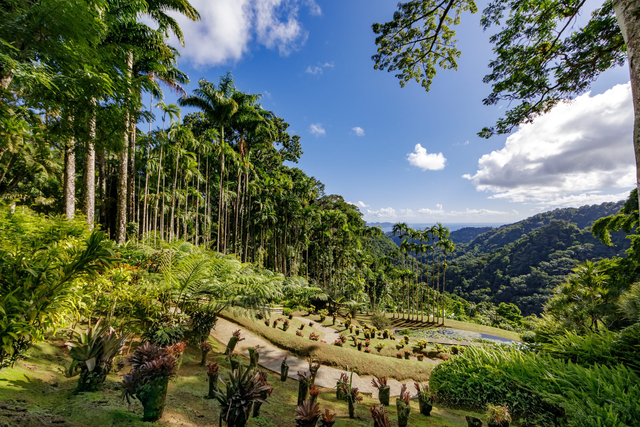 Rainforests