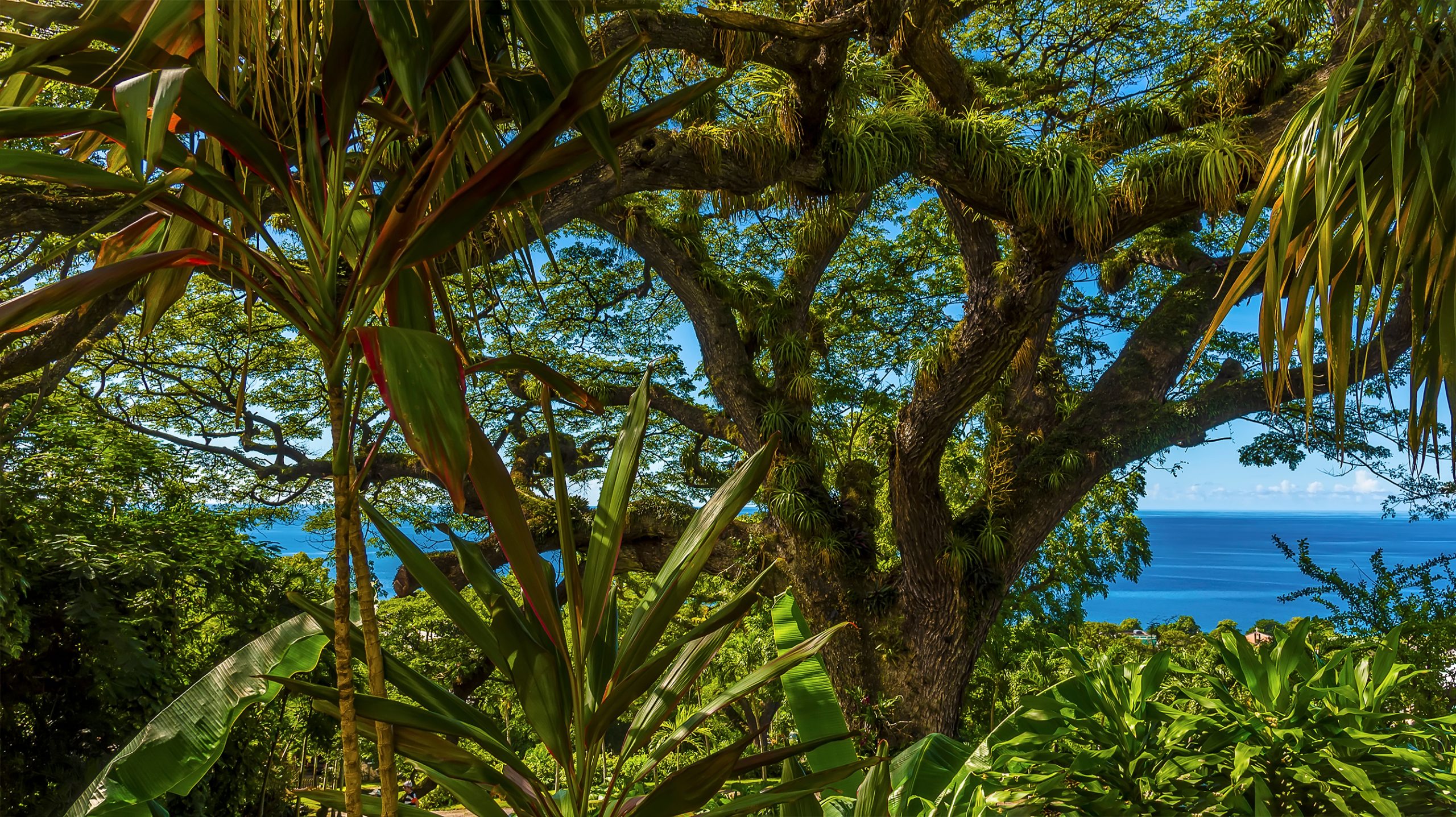The Rainforest