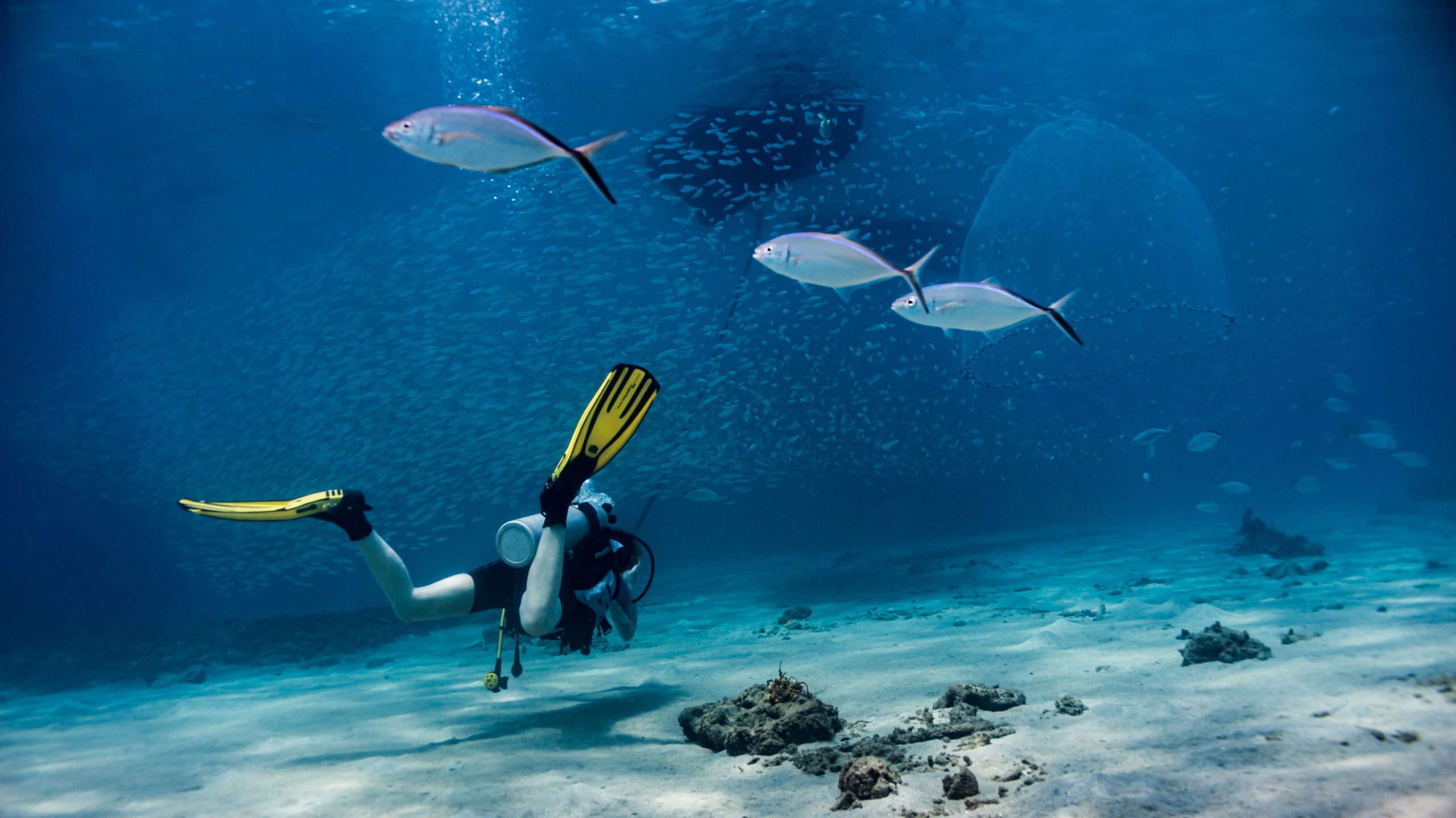 Diving